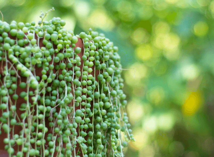 String Of Pearls