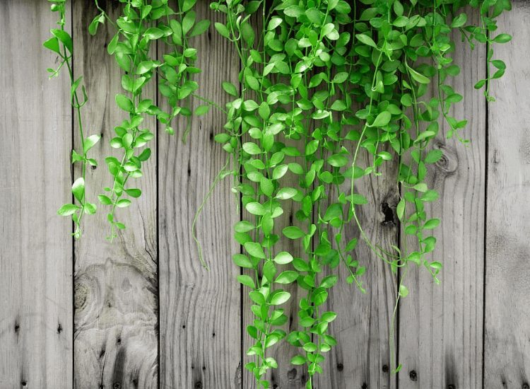  String of Nickels