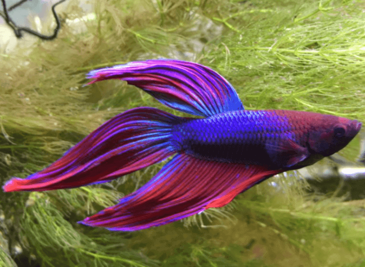 Veiltail Betta