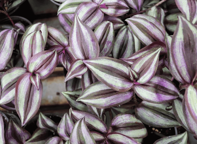 Wandering Jew 