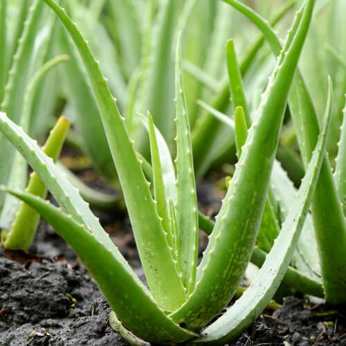 Aloe Vera (Lidah Buaya)