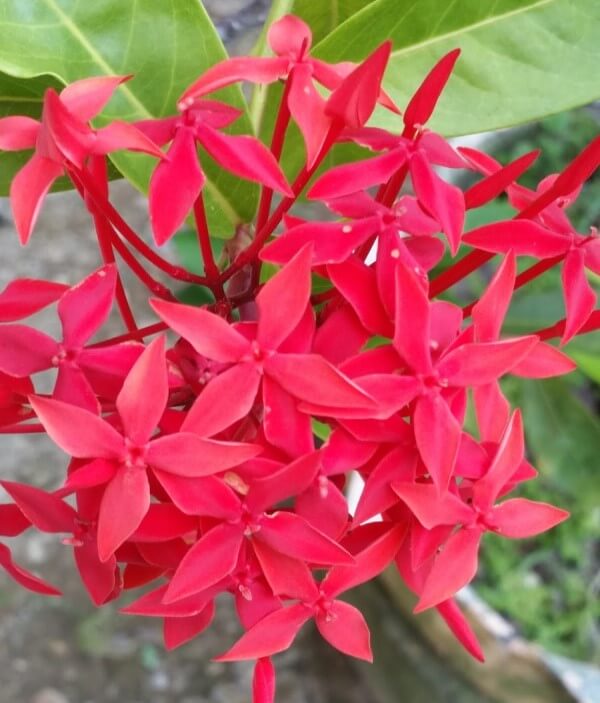 Bunga Siantan (Ixora)