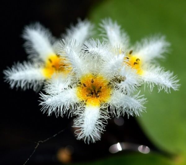 Bunga Tetepok (Water Snowflake/Floating Heart )