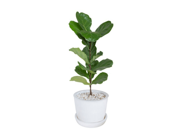 Fiddle Leaf Fig