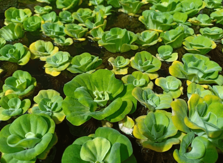 Apu-Apu (Water Cabbage/Water Lettuce)