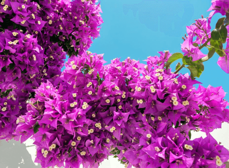 Bunga Kertas (Bougainvillea)