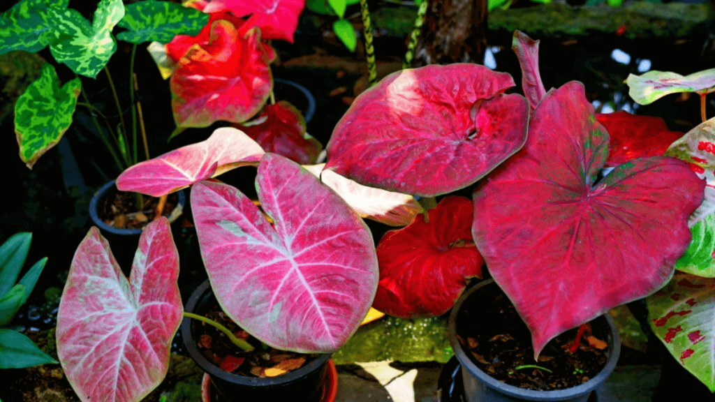 pokok hiasan luar rumah