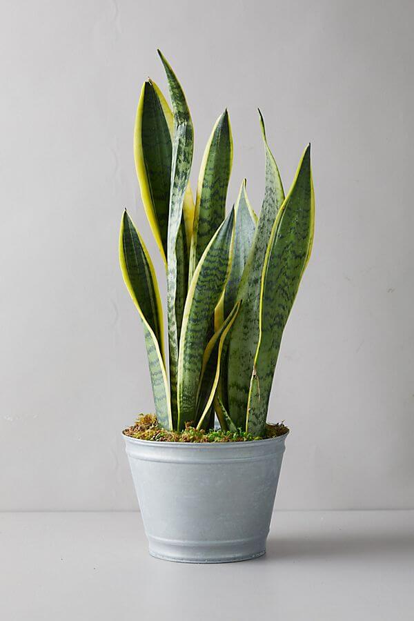  Snake Plant (Lidah Jin)