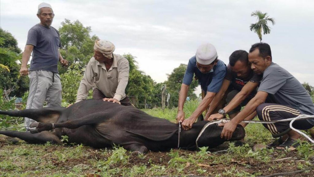 ORANG LELAKI MENYEMBELIH LEMBU KORBAN