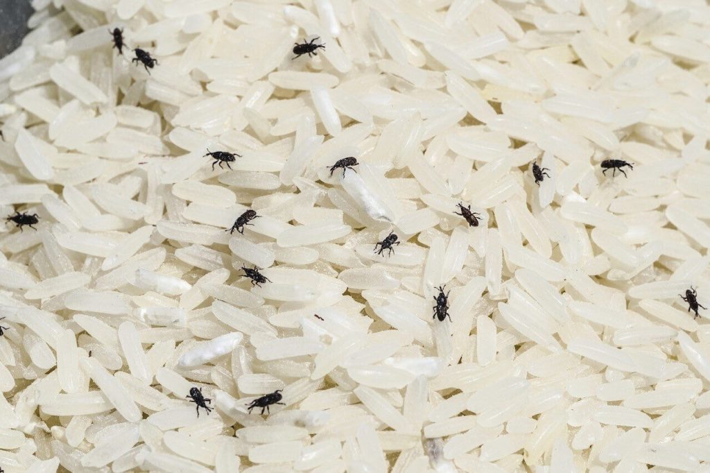 kutu beras di dalam beras