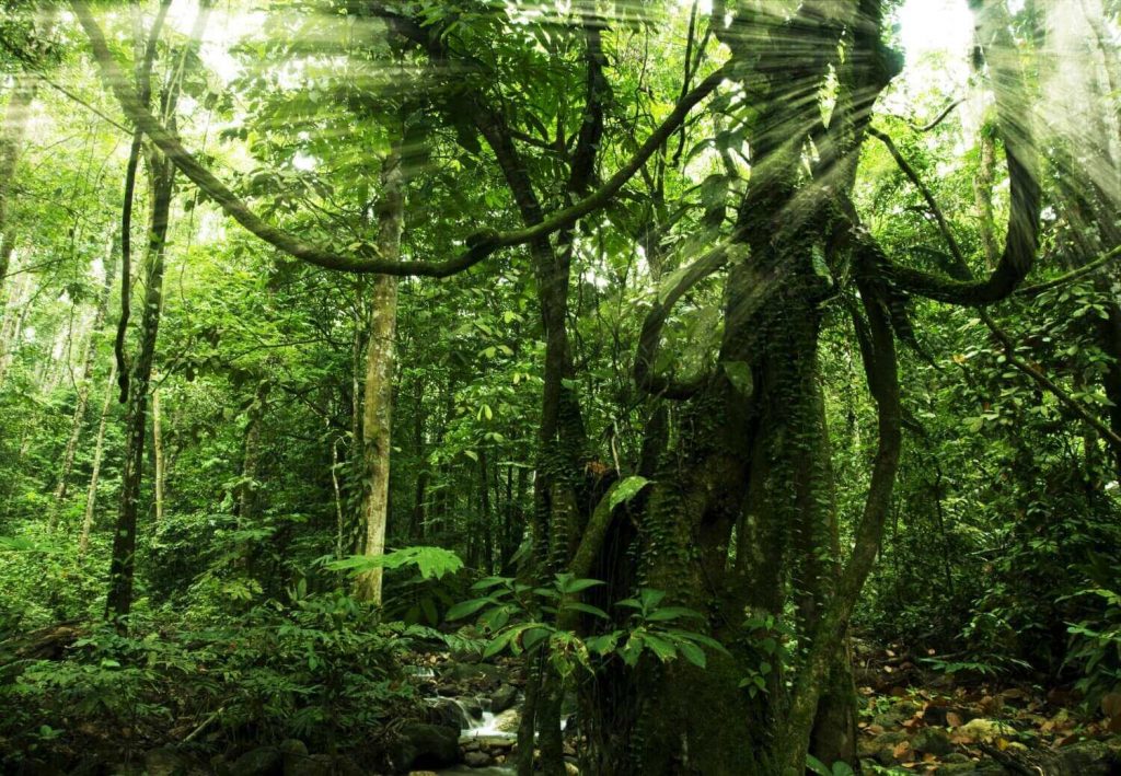fakta menarik Malaysia - Hutan di Malaysia 
