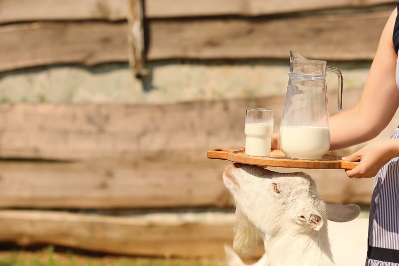 susu kambing sebagai makanan sunnah untuk ibu mengandung