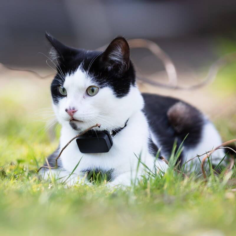 kucing dengan GPS 