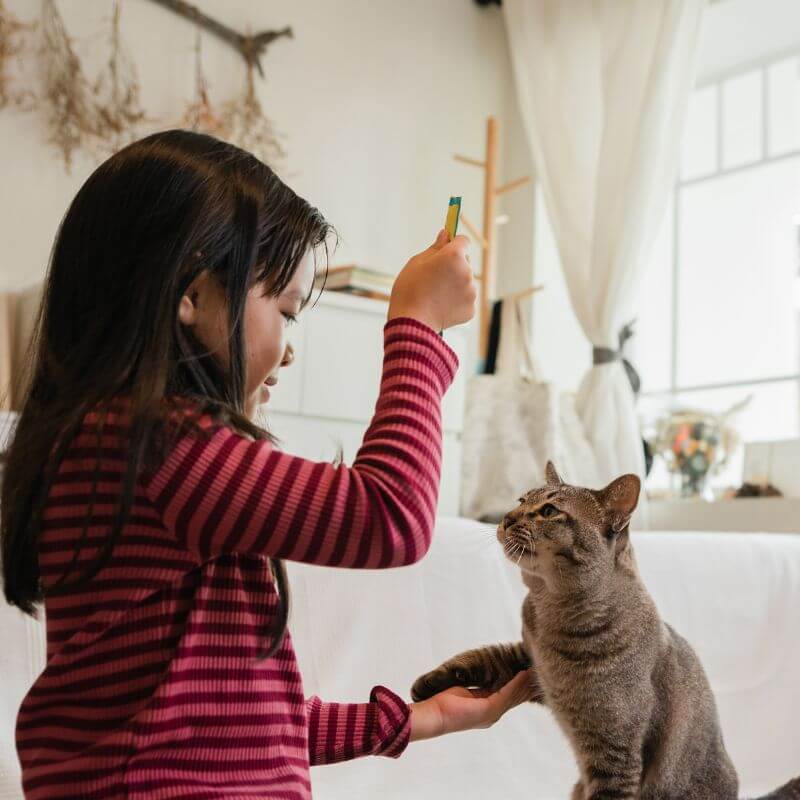 doa kucing hilang dari rumah