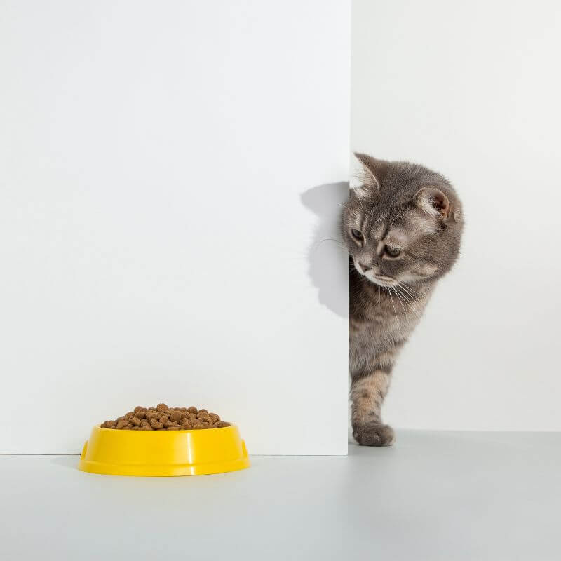 bawa makanan kegemaran kucing dan baca doa kucing hilang