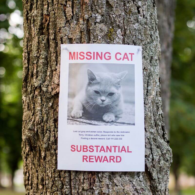 letakkan poster gambar kucing dan baca doa kucing hilang