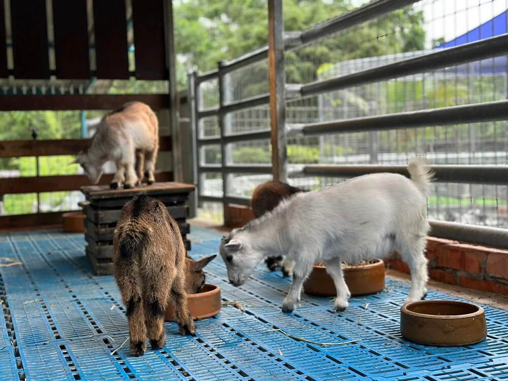 tempat menarik berdekatan Putrajaya - G2G Animal Garden, Serdang