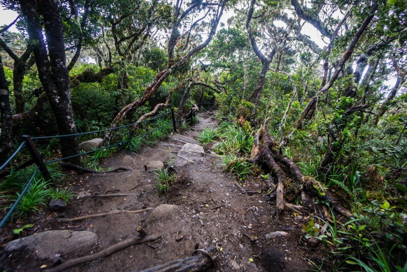 laluan jungle trekking semasa camping dengan anak-anak