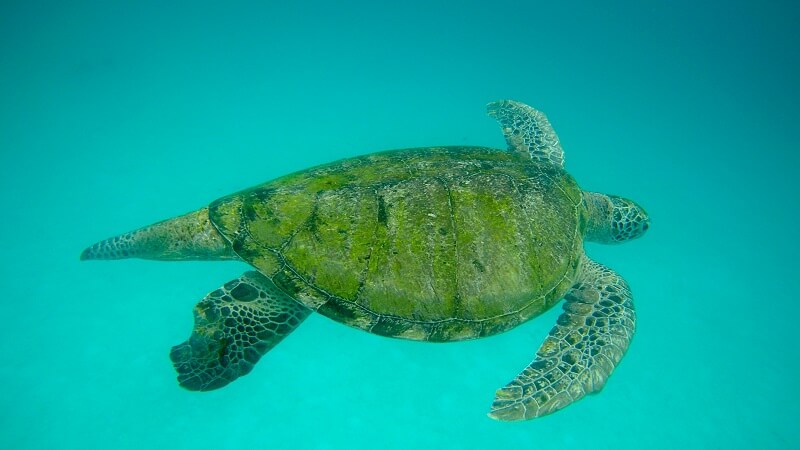 penyu di sebuah pulau di Terengganu