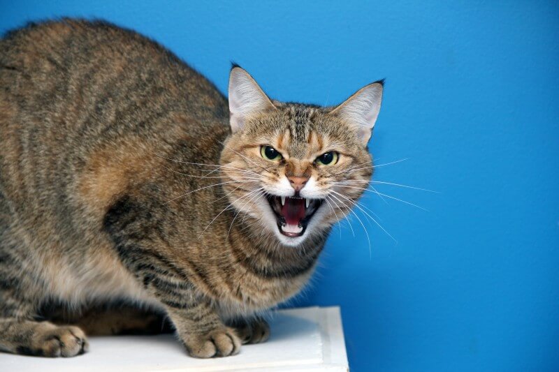 kucing marah sebagai haiwan peliharaan