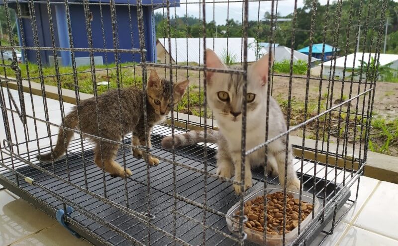 kucing sebagai haiwan peliharaan