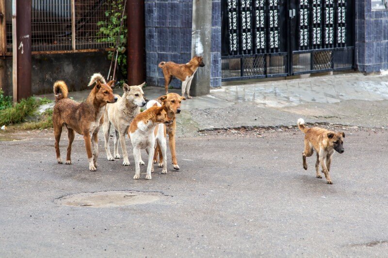 anjing liar atau anjing sebagai haiwan peliharaan