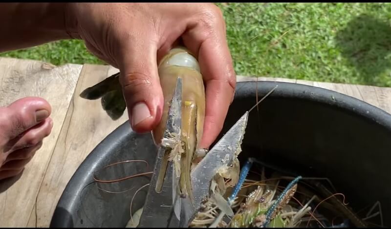 cara siang udang