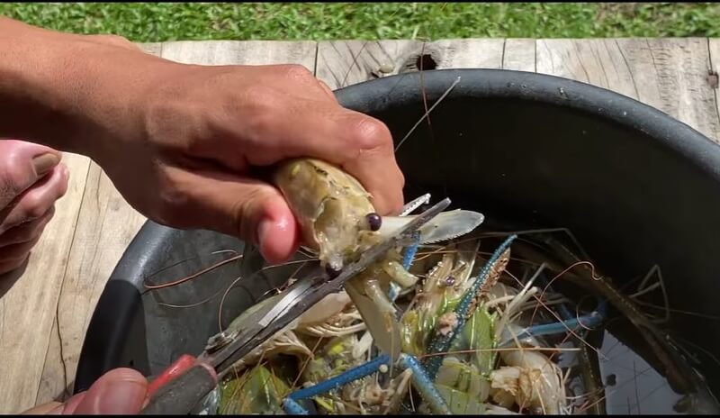 cara siang udang