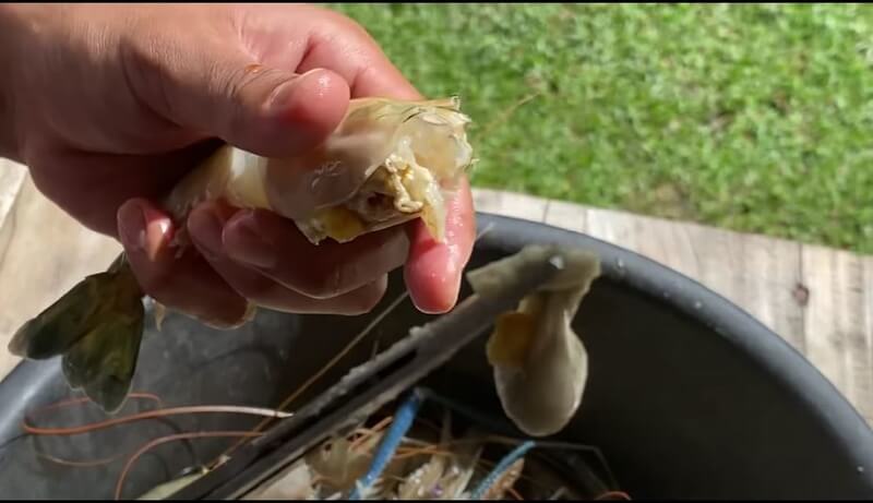 cara siang udang