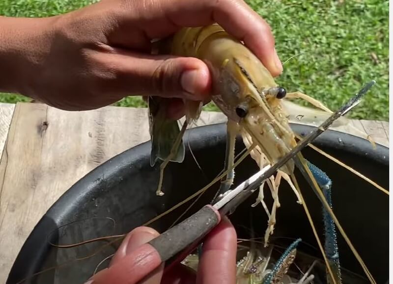 cara siang udang