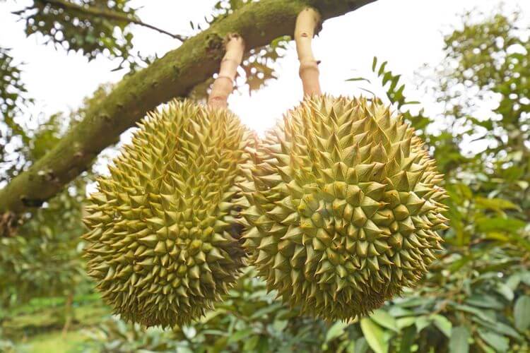 cara pilih durian bulat