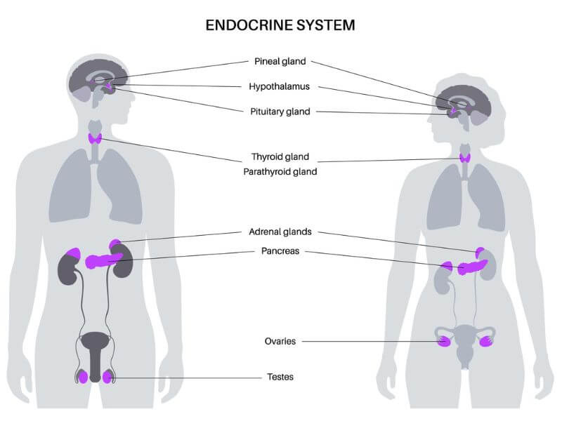 penggunaan essential oil - endoktrin 