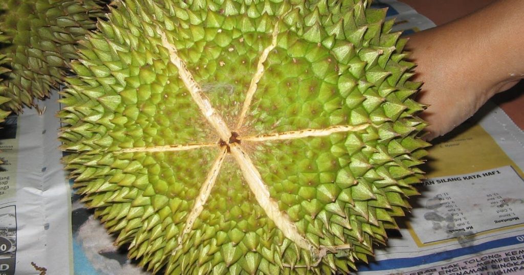 cara pilih durian dengan lima pangsa