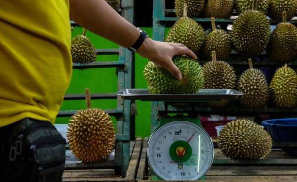 cara pilih durian yang ringan