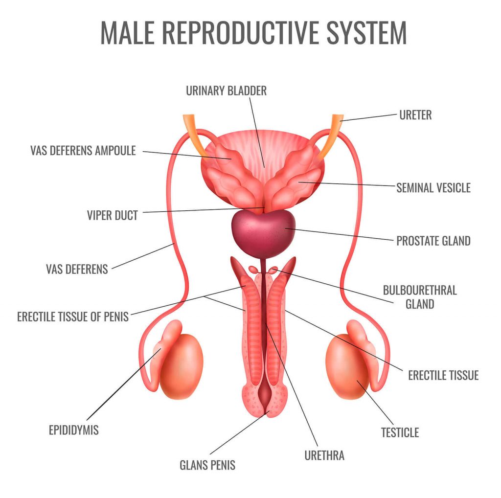 male reproductive system for kesuburan lelaki