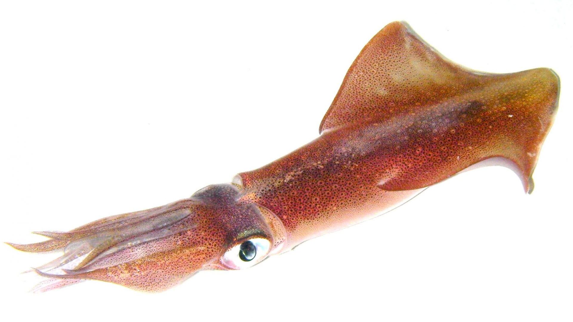 Sotong Masak Sambal Pedas Meletup