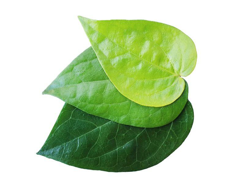 semut charlie - daun sireh