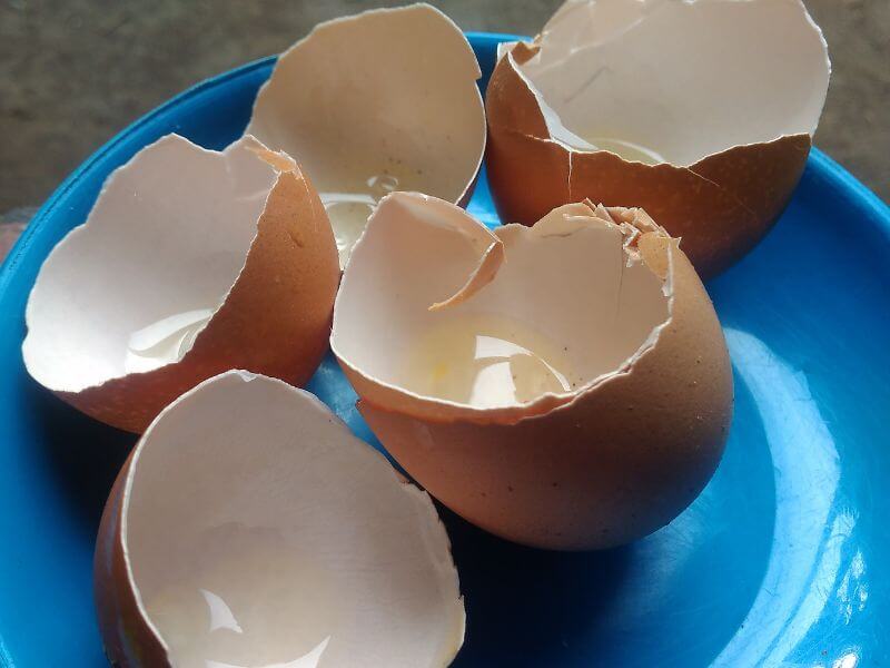 semut charlie -kulit telur
