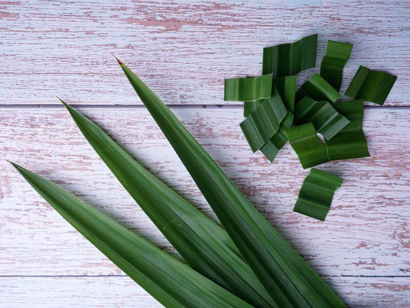 semut charlie - daun pandan