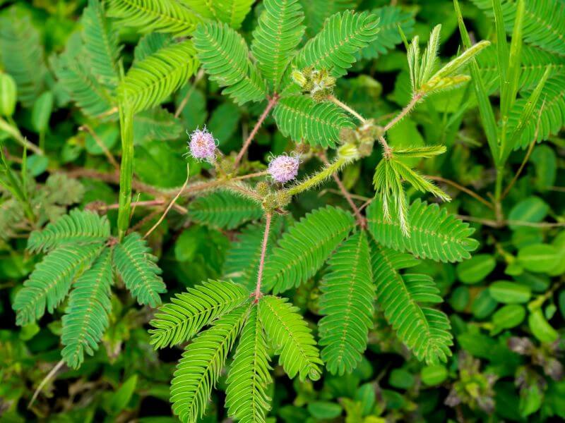 hilangkan bisul - daun semalu 