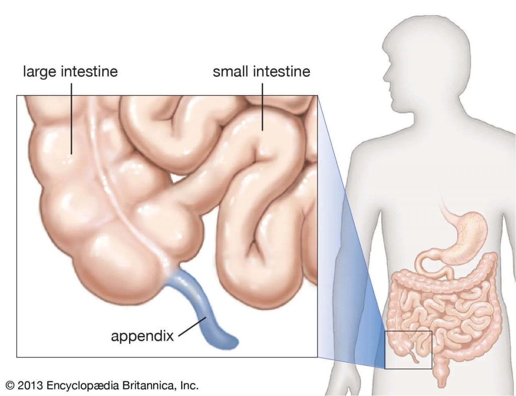 Organ apendiks