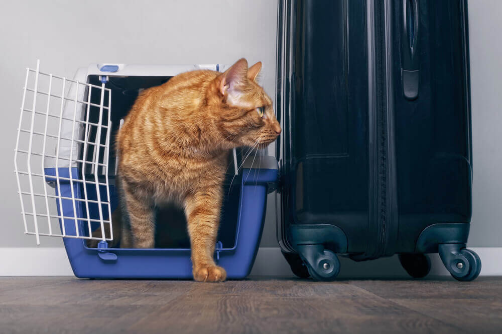 kucing di dalam carrier semasa travel bersama haiwan