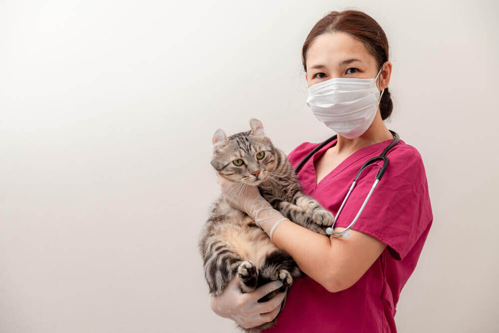 kucing bersama doktor haiwan sebelum travel bersama haiwan