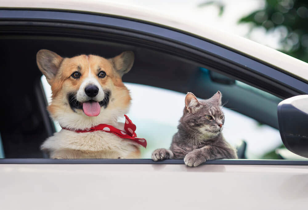 travel bersama haiwan menggunakan kereta
