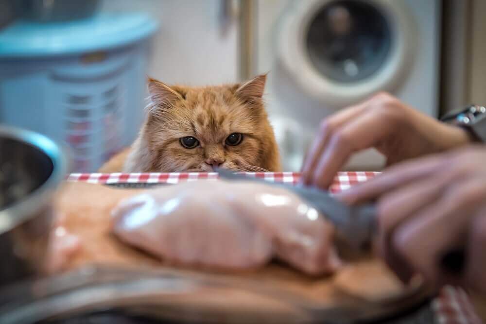 kucing melihat tuan menyediakan makanan kucing