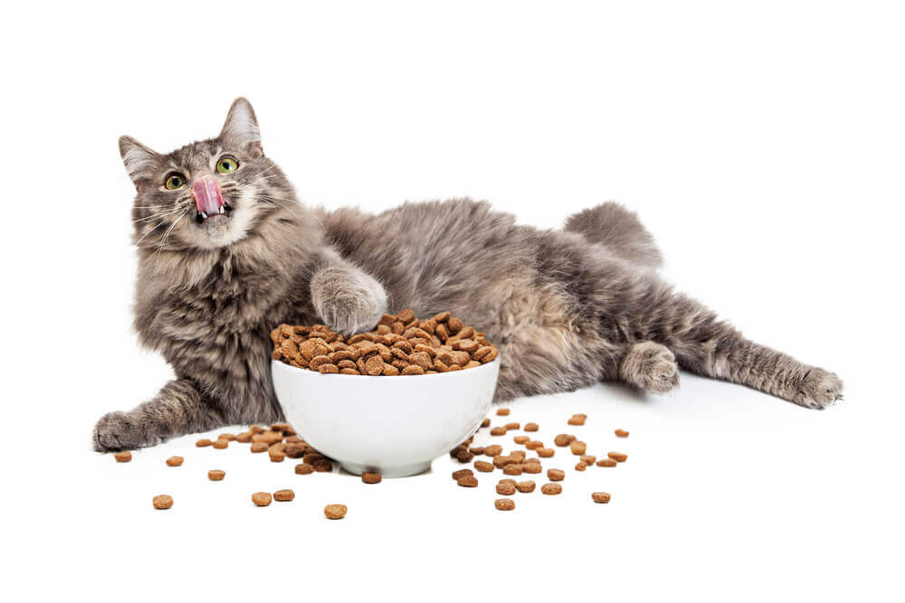 kucing bersama makanan kucing