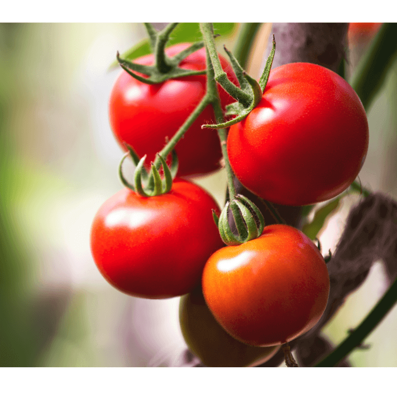 cadangan hidangan tomato untuk anak