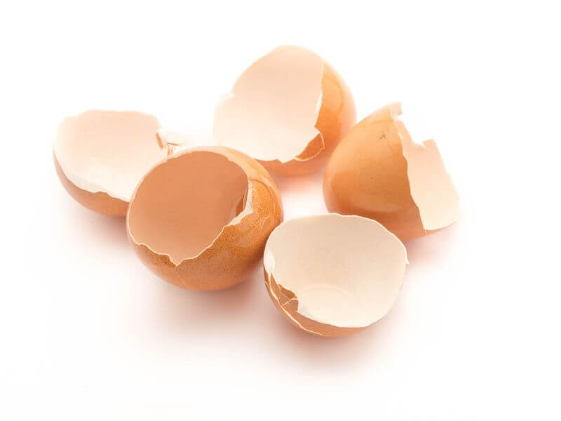 telur - kulit telur 