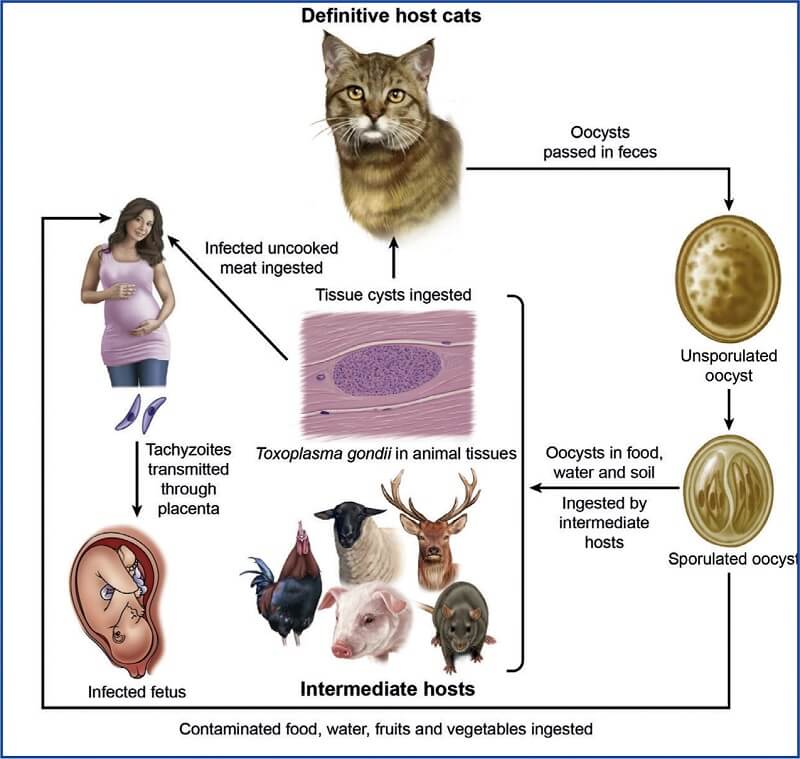 toxoplasma - Toxoplasma Gondii