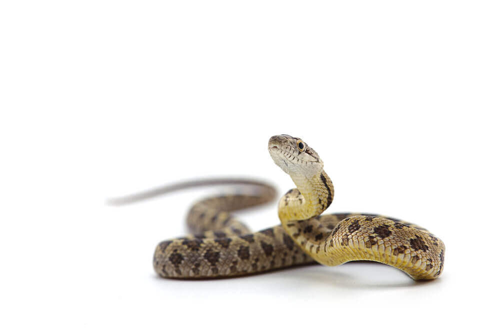 hukum memelihara ular